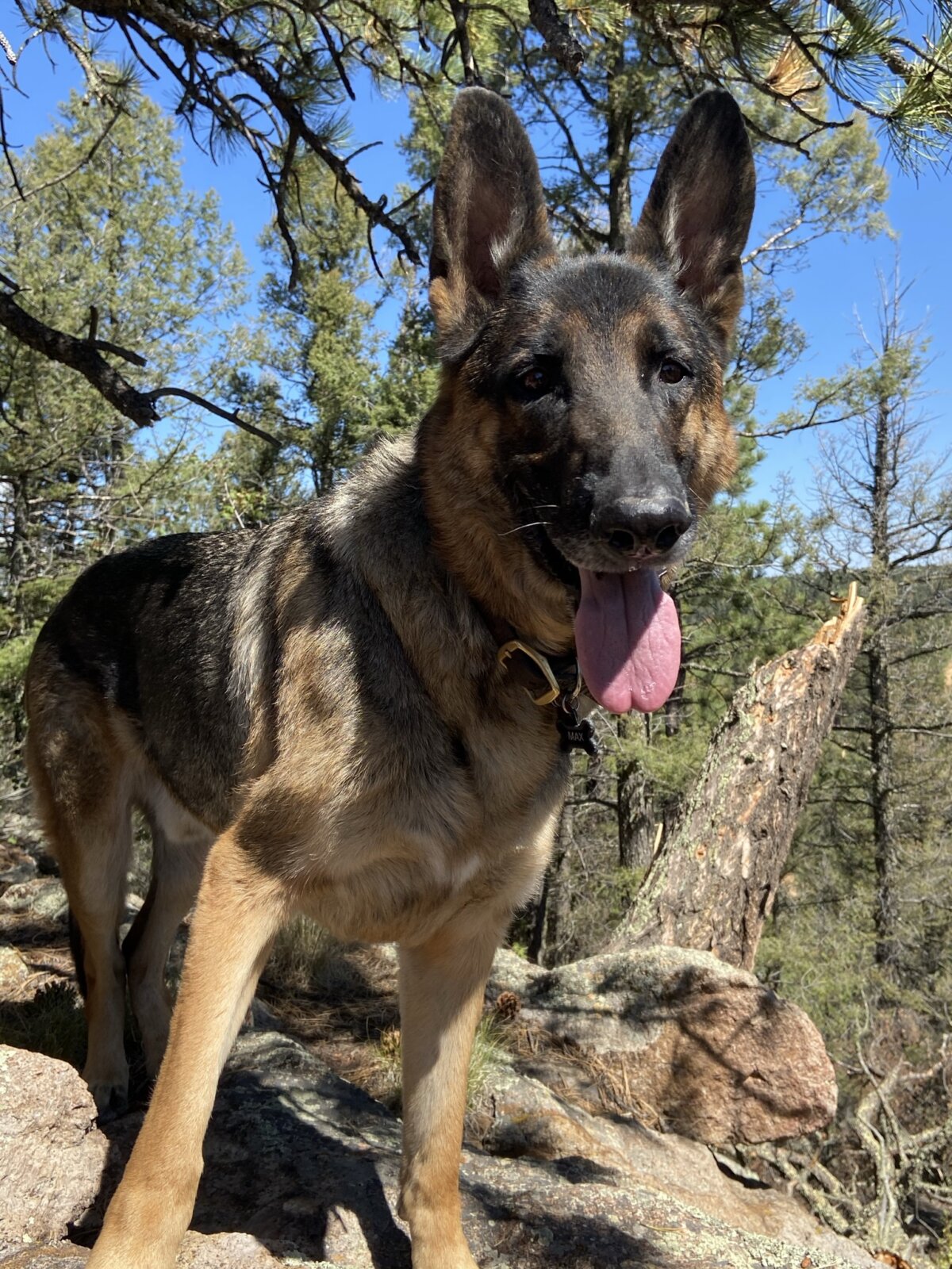 A German Shepherd on a trail with pine trees in the background. 
